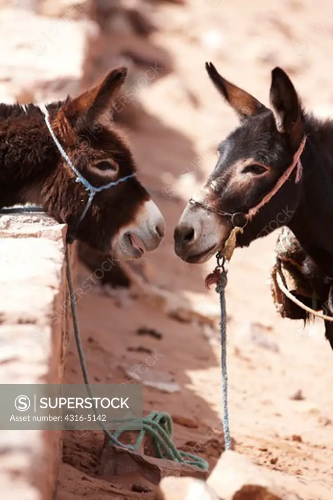 Two donkeys, face-to-face, interior Sahara Desert, Morocco