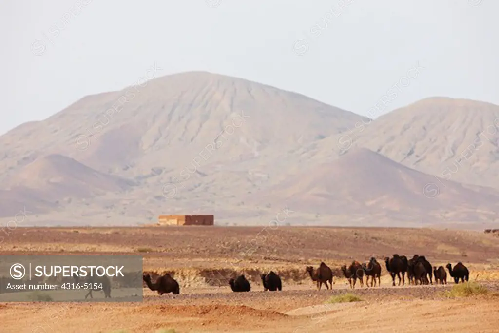 Line of camels, interior Sahara Desert, Morocco
