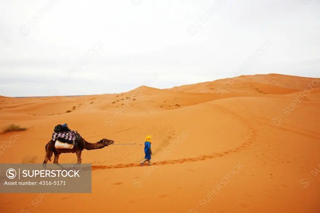 Bedouin nomad leading supply-laden camel deep across a dune field deep in the interior of the Sahara Desert, Morocco