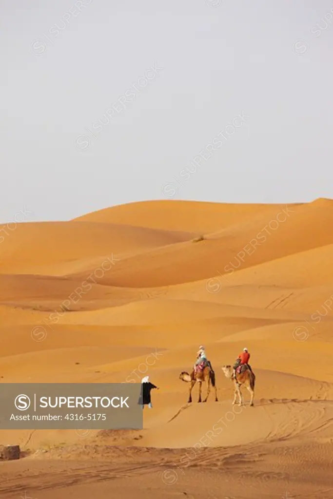 Bedouin nomad leading camels laden with tourists deep into the interior of the Sahara Desert, Morocco