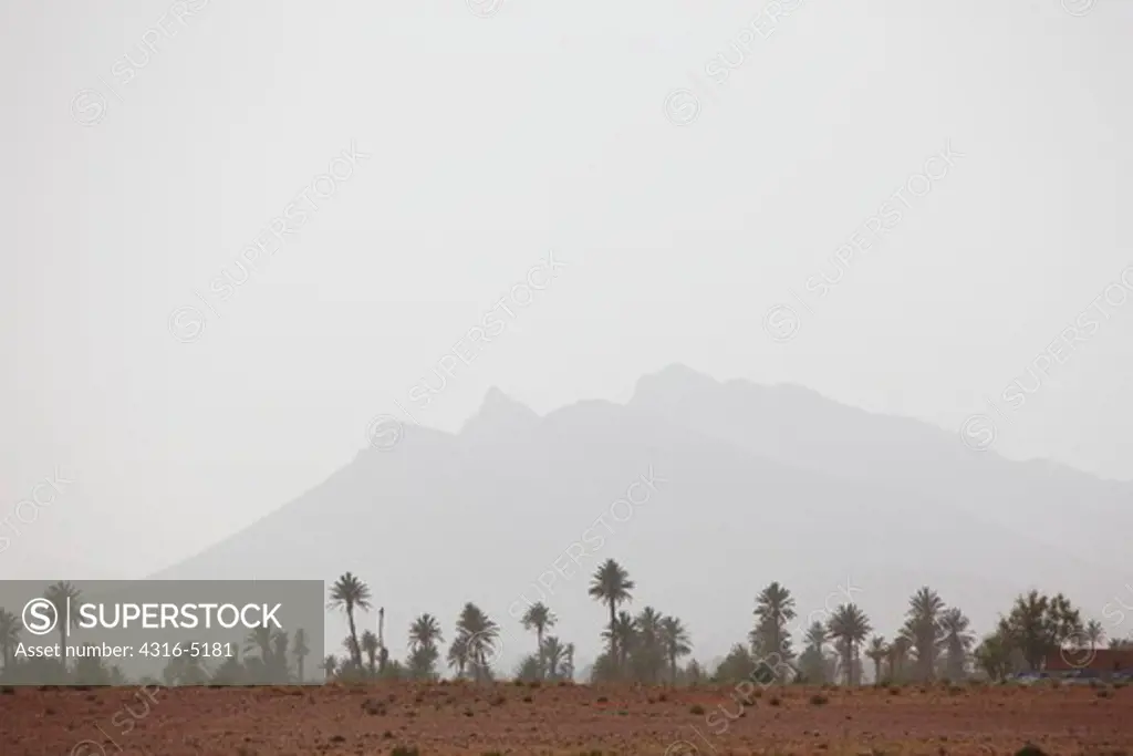 Line of palm trees, distant mountains, Harmattan Haze, interior Sahara Desert, Morocco