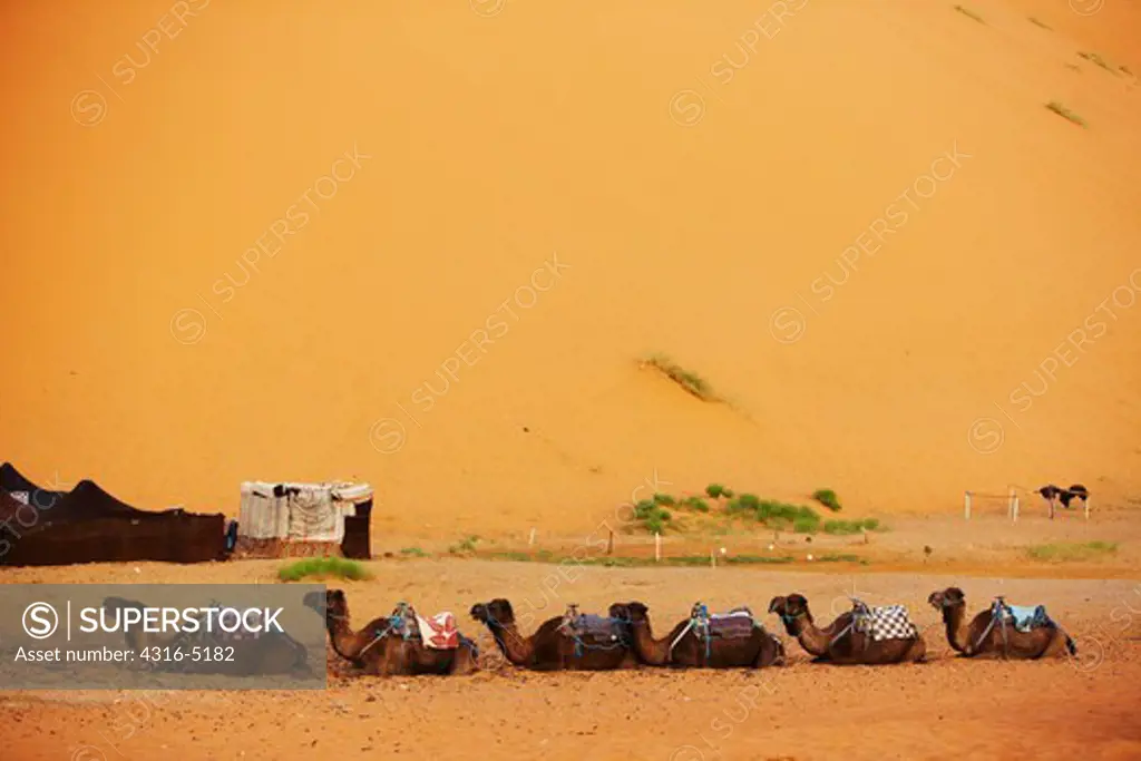 Line of camels at rest, Erg Chebbi, interior Sahara Desert, Morocco
