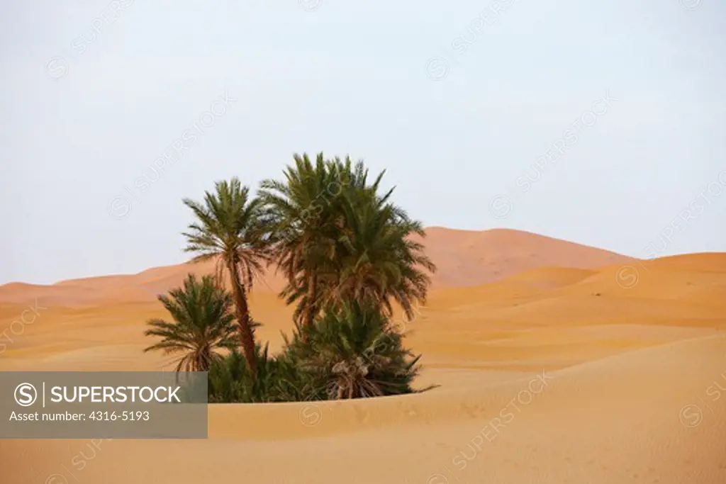 Stand of Palm Trees amid vast dunes, Erg Chebbi, interior Sahara Desert, Morocco