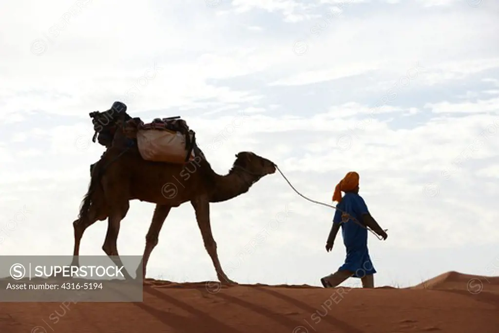 Bedouin nomad leading supply-laden camel deep across a dune field deep in the interior of the Sahara Desert, Morocco