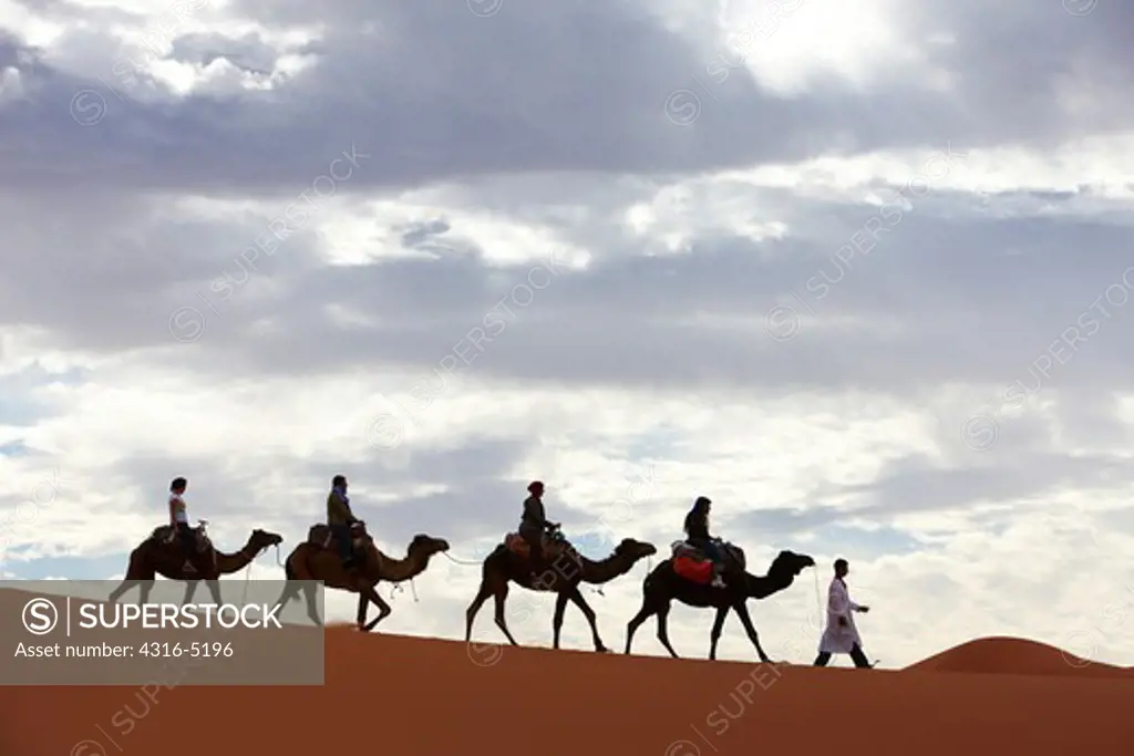 Bedouin nomad leading camels laden with tourists deep into the interior of the Sahara Desert, Morocco, partial silhouette