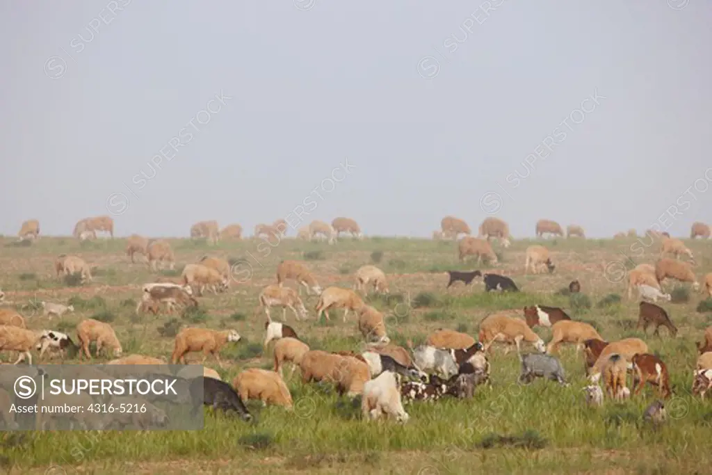 Flock of sheep grazing, Morocco
