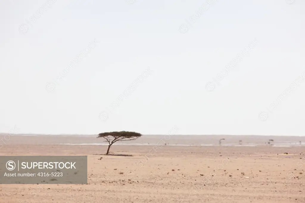 Lone Acacia tree on barren desert plain, interior Western Sahara