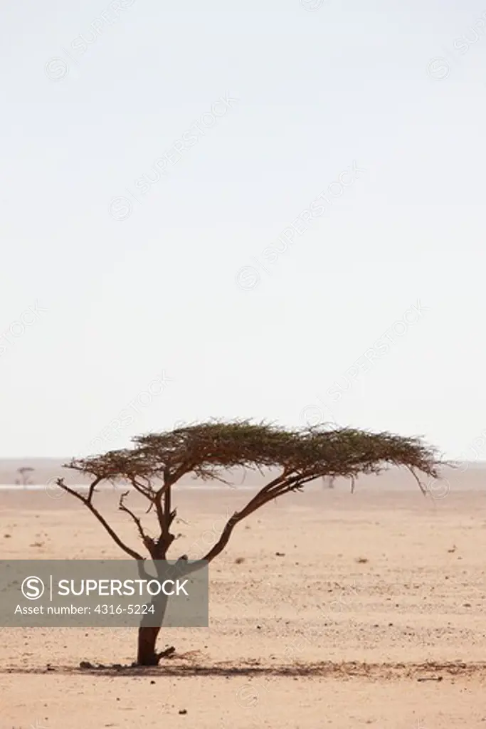 Lone Acacia tree on barren desert plain, interior Western Sahara