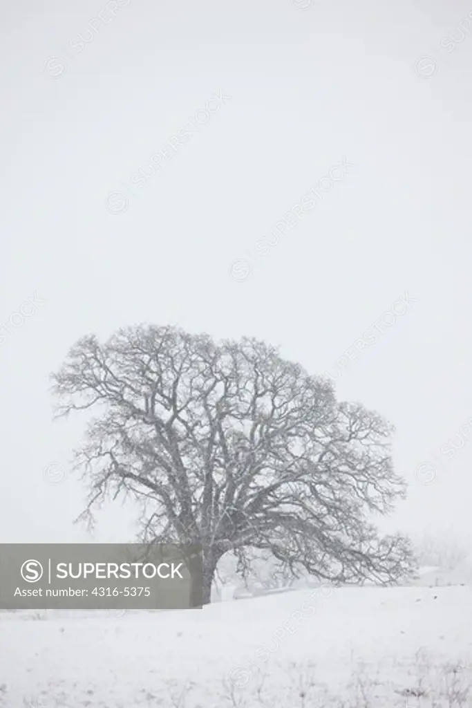 Oak tree during snowstorm, Dallas, Texas, USA