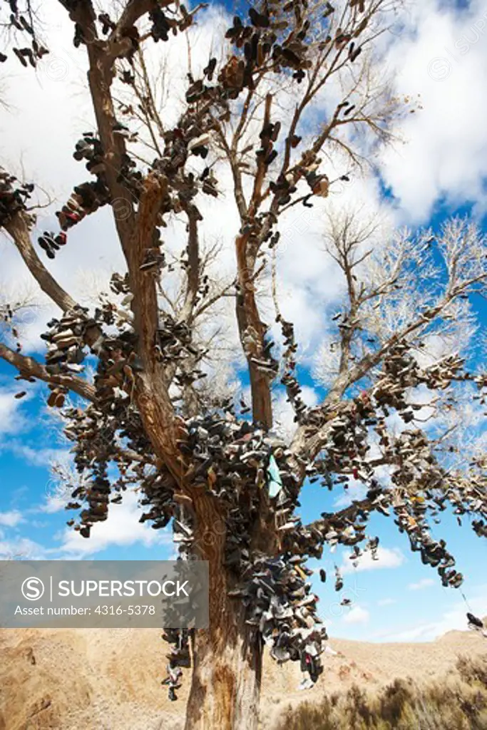 Tree adorned with old shoes hung by travelers on the side of US Route 50, Nevada, USA