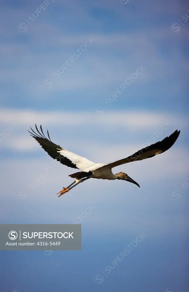African Sacred ibis (Threskiornis aethiopicus) in flight, Everglades National Park, Florida, USA
