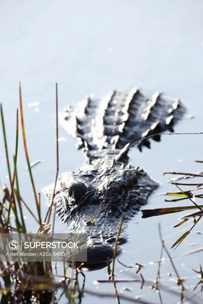 American alligator (Alligator mississippiensis) in swamp, Everglades National Park, Florida, USA