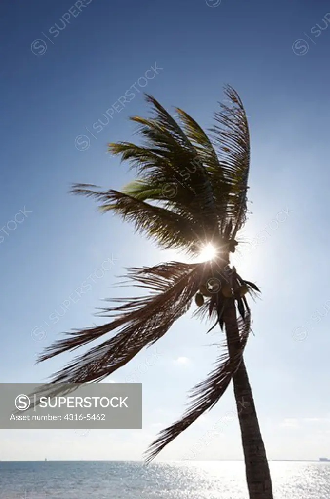 Silhouette of a palm tree back lit by sun, Florida, USA