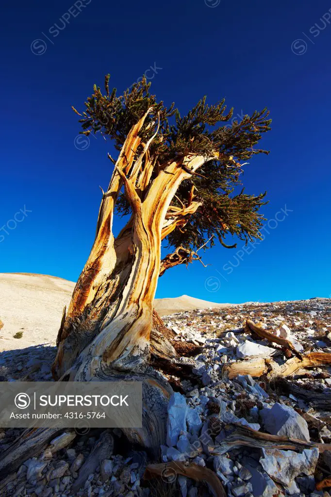 USA, California, White Mountains, Inyo National Forest, Patriarch Grove, Bristlecone Pine (Pinus Longaeva)