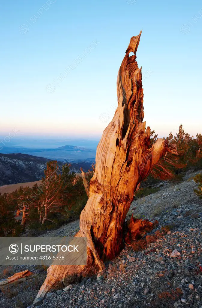 USA, Nevada, Snag of Bristlecone Pine (Pinus longaeva) slope of Boundary Peak