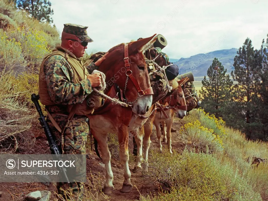 Marine Stops to Rest with Mules