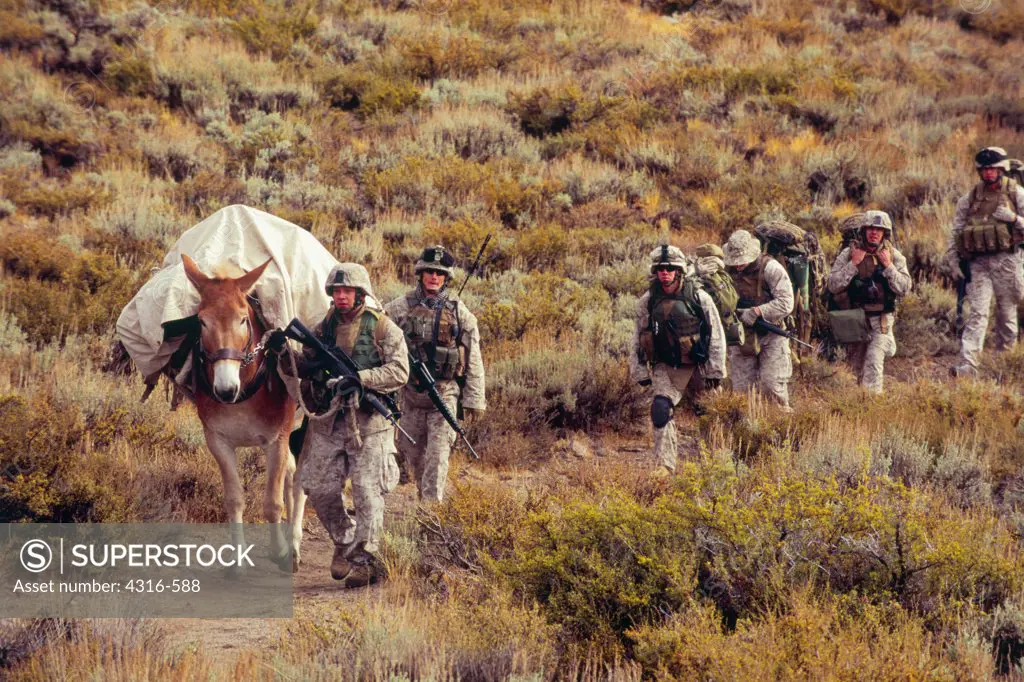 Marines Lead a Mule Down a Dirt Path
