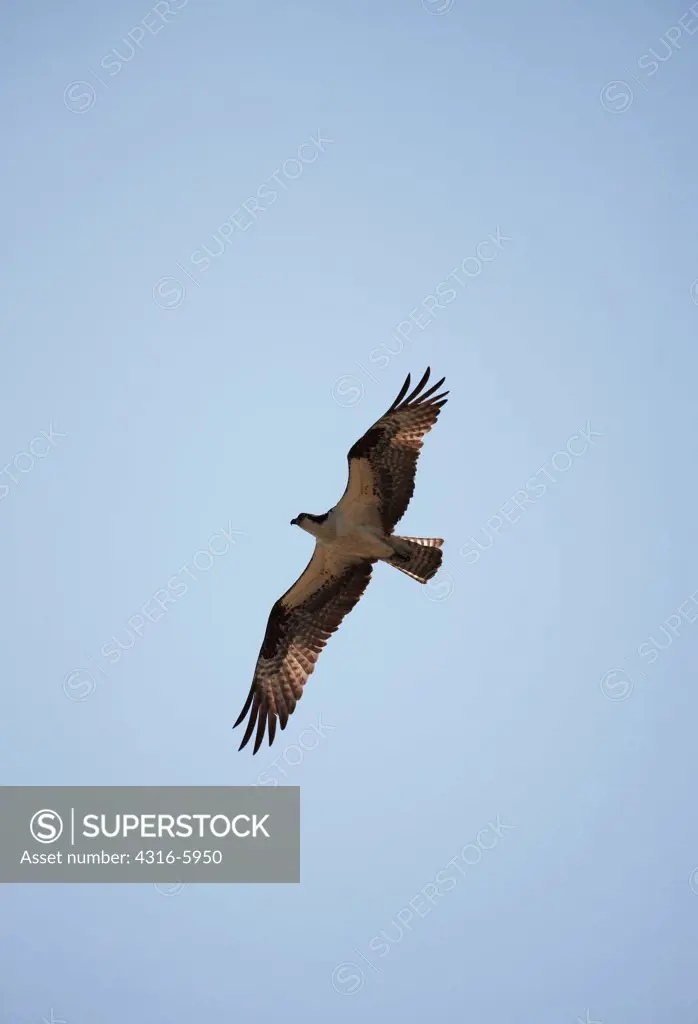 USA, Virginia, Cape Charles, Osprey in flight