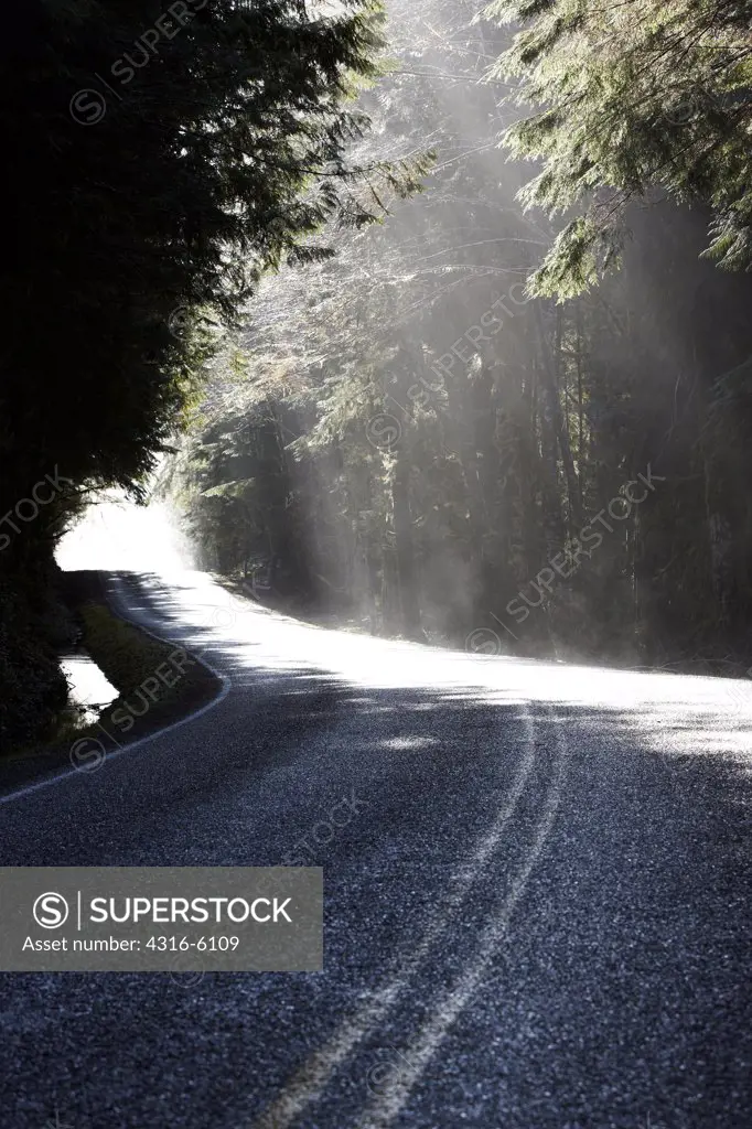 USA, Washington, Olympic Peninsula, Olympic National Park, Hoh Rainforest, Scenic view of empty road among forest with sunlight beams