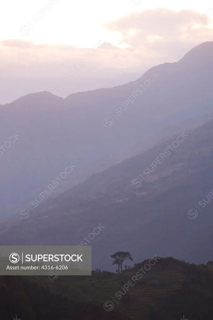 Nepal, Makalu-Barun National Park, Lonely Tree on Himalayan ridges