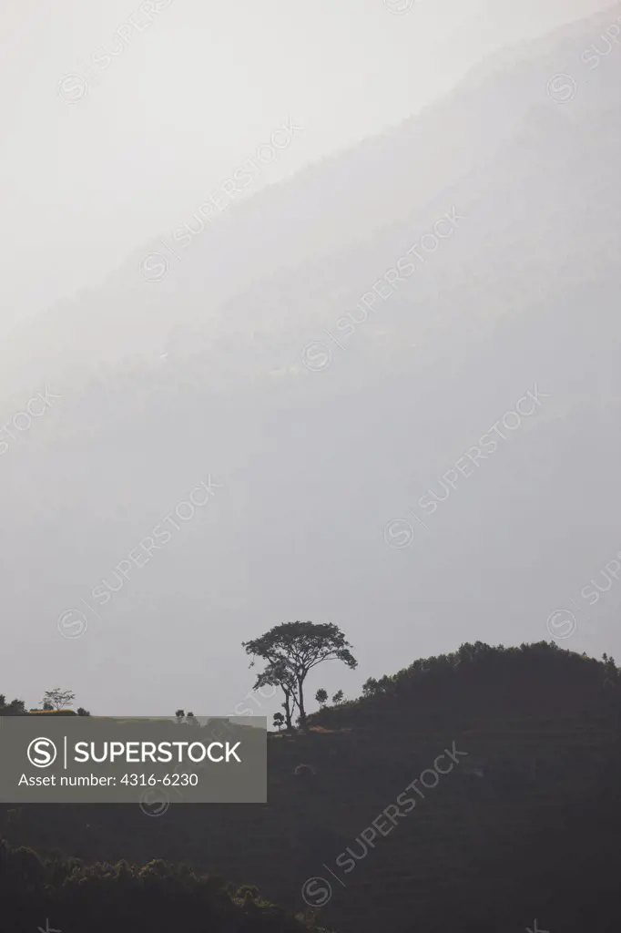 Nepal, Makalu-Barun National Park, Lonely Tree on Himalayan Ridges