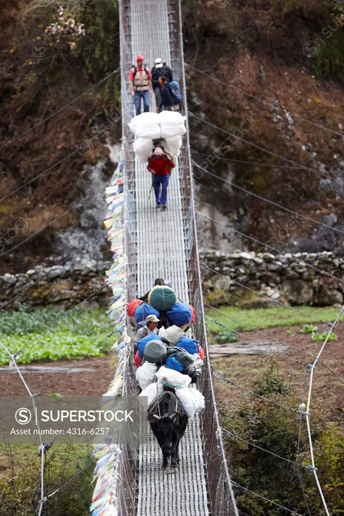 Nepal, Himalaya, Solukhumbu District, Khumbu, trekkers, yaks and Sherpa porters on suspension footbridge, elevated view