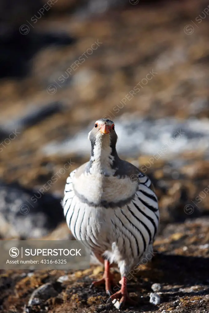 Nepal, Himalaya, Solukhumbu District, Khumbu, Kala Patthar mountain, Tibetan Snowcock (Tetraogallus tibetanus)