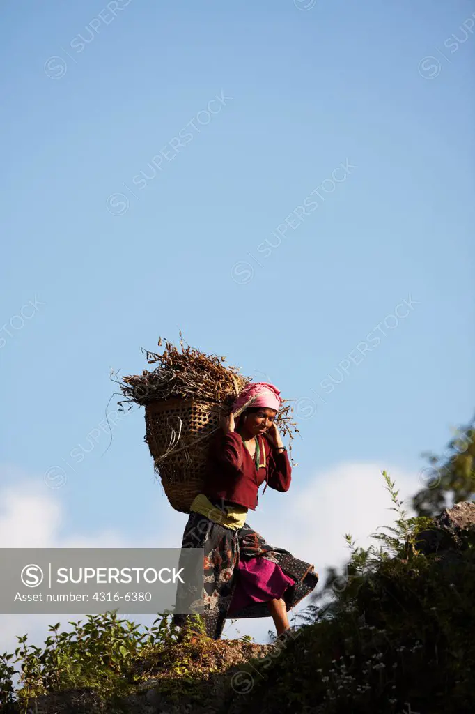 Nepal, Himalaya, Nepalese woman carrying basket full of twigs uphill, copy space