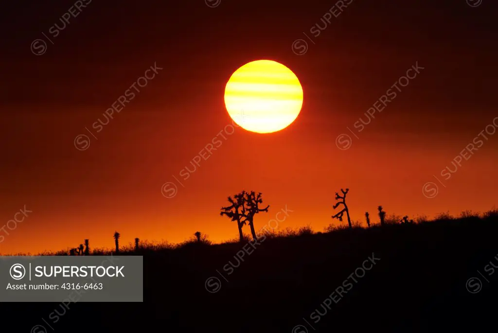Silhouette of Joshua trees (Yucca brevifolia) at sunset obscured by smoke from raging wildfire, San Bernardino County, California, USA