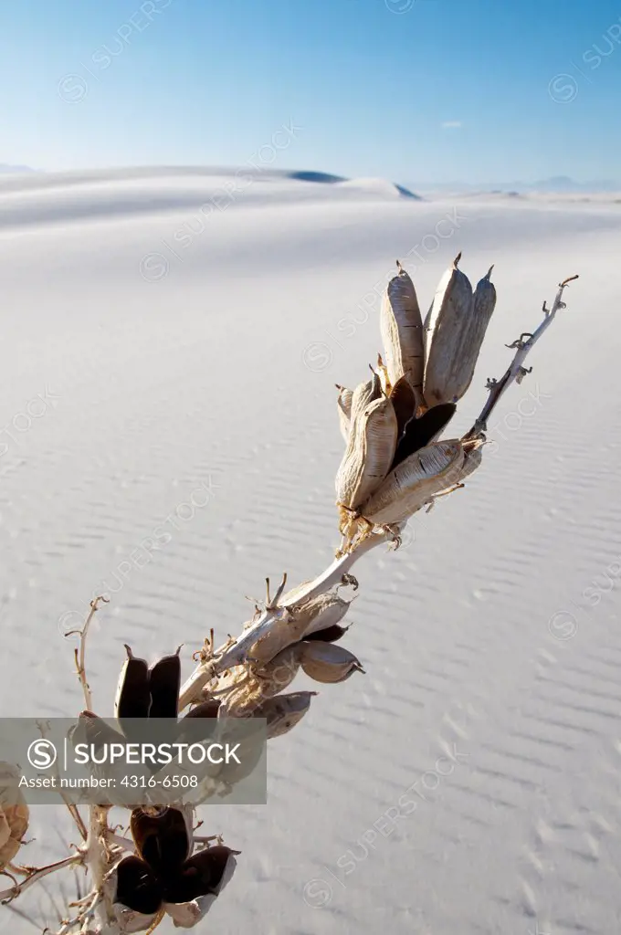 Soaptree yucca (Yucca elata) growing out of a gypsum dune, White Sands National Monument, New Mexico, USA
