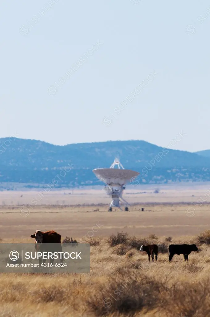 Beef cattle in front of a Radio telescope antenna of the Karl G. Jansky Very Large Array (VLA), Plains of San Agustin, Socorro, New Mexico, USA