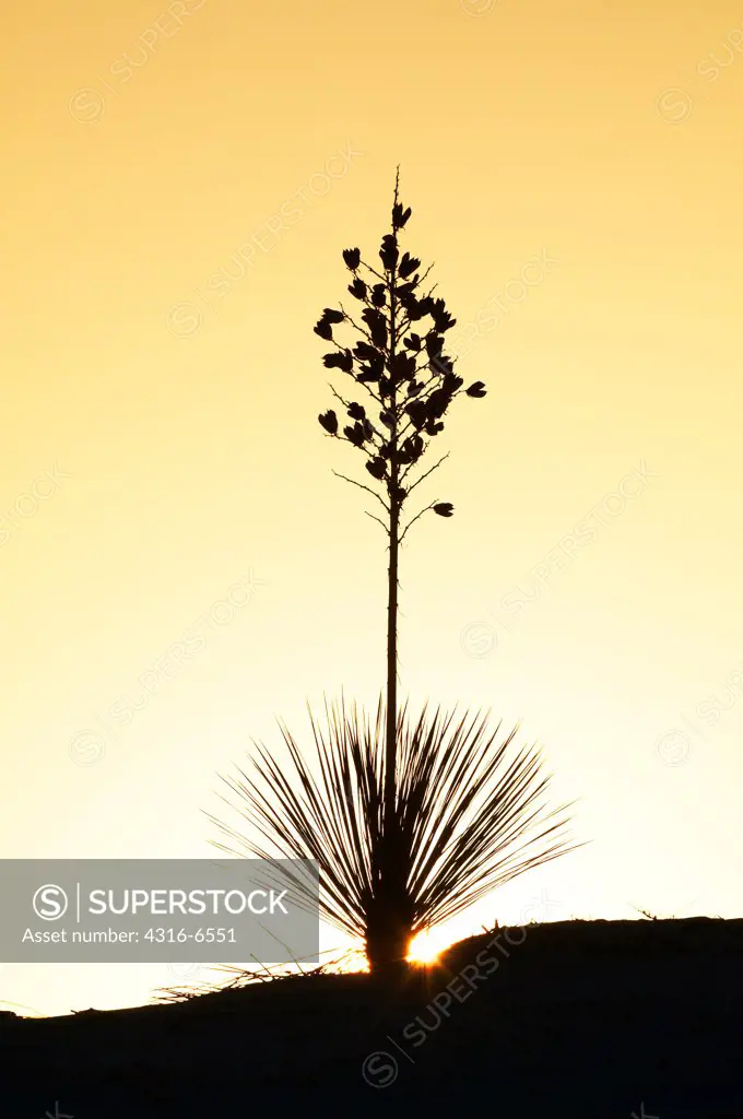 Silhouette of a Soaptree yucca (Yucca elata) growing out of a gypsum dune, White Sands National Monument, New Mexico, USA