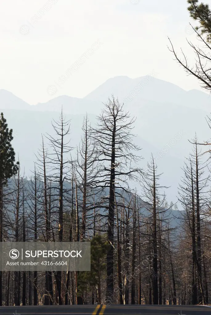 Remnants of trees burned in a wildfire near Mono Lake, California, USA