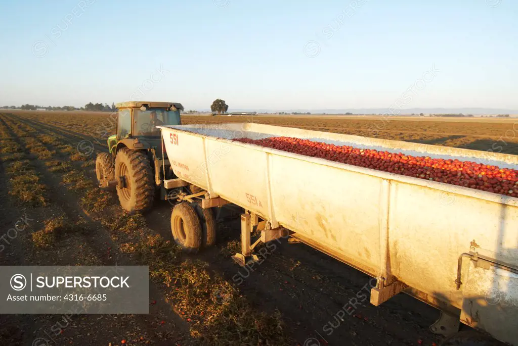 Harvested processing tomatoes in tomato tub being towed by a farm tractor, Central Valley, California, USA