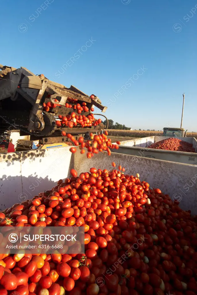 Processing tomatoes loaded into a tomato trailer with a loading arm, Central Valley, California, USA