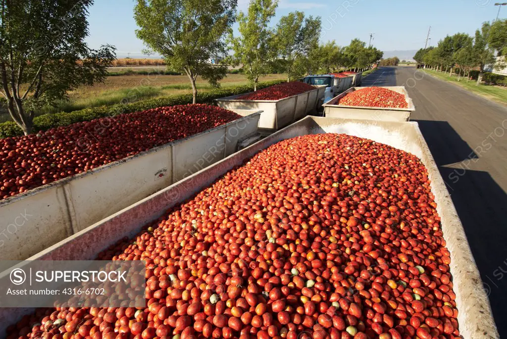 Trailers filled with processing tomatoes awaiting processing at a large tomato processor, Central Valley, California, USA