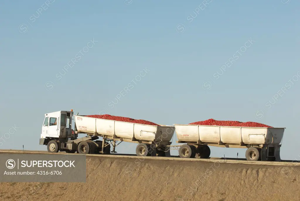 Shuttle truck pulls a set of loaded processing tomato trailers, Central Valley, California, USA