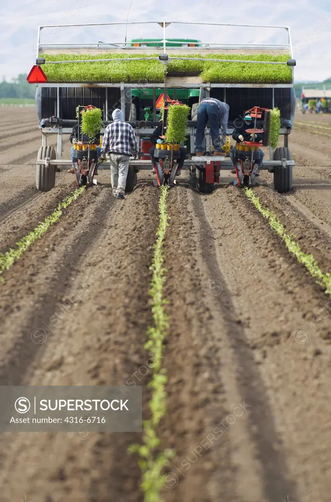 Processing tomato plant seedlings being transplanted into a field for growth, Central Valley, California, USA