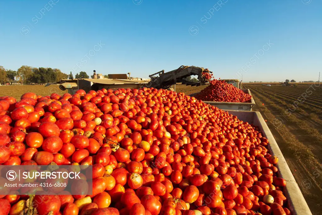 Processing tomatoes loaded into a tomato trailer with a loading arm, California, USA