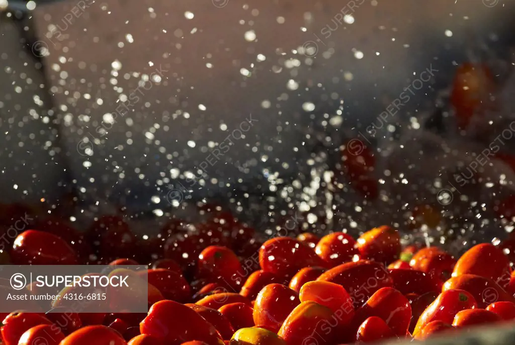 Tomatoes washed into a flume at the beginning of their journey through a large tomato processing facility, Central Valley, California, USA