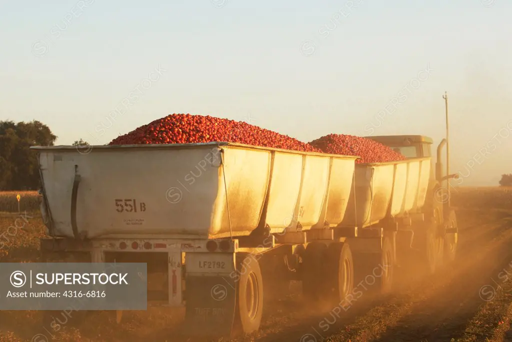 Tractor pulling a fully loaded set of trailers of processing tomatoes out of a field during a processing tomato harvest, Central Valley, California, USA