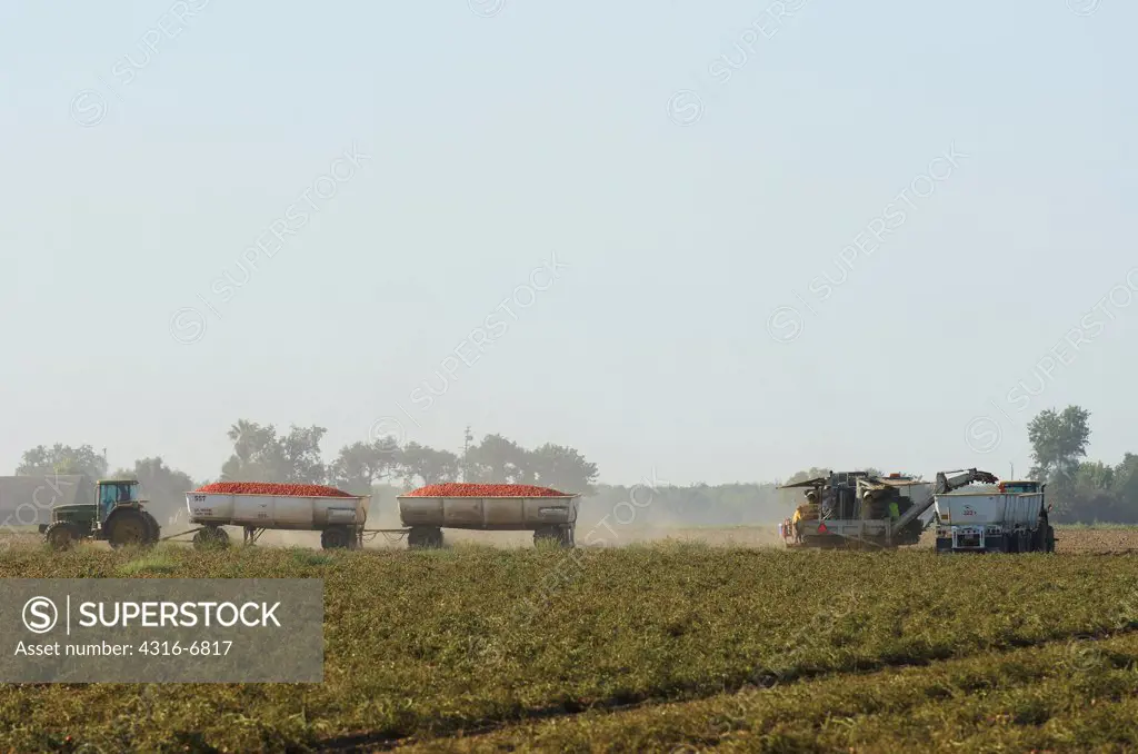 Processing tomato harvesting in field, California, USA