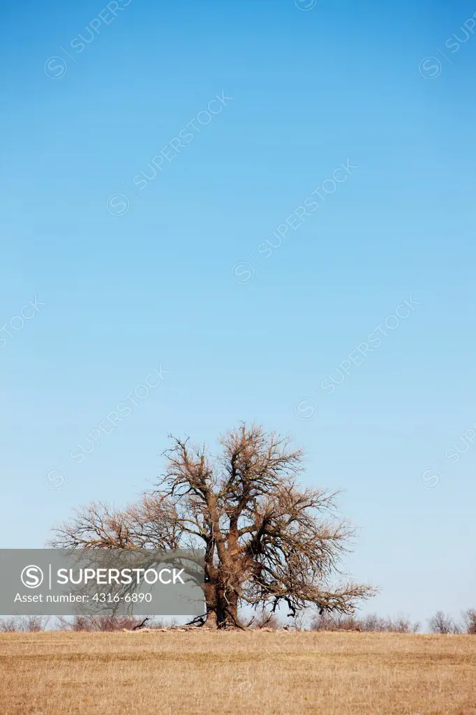 USA, Kansas, Tree in field
