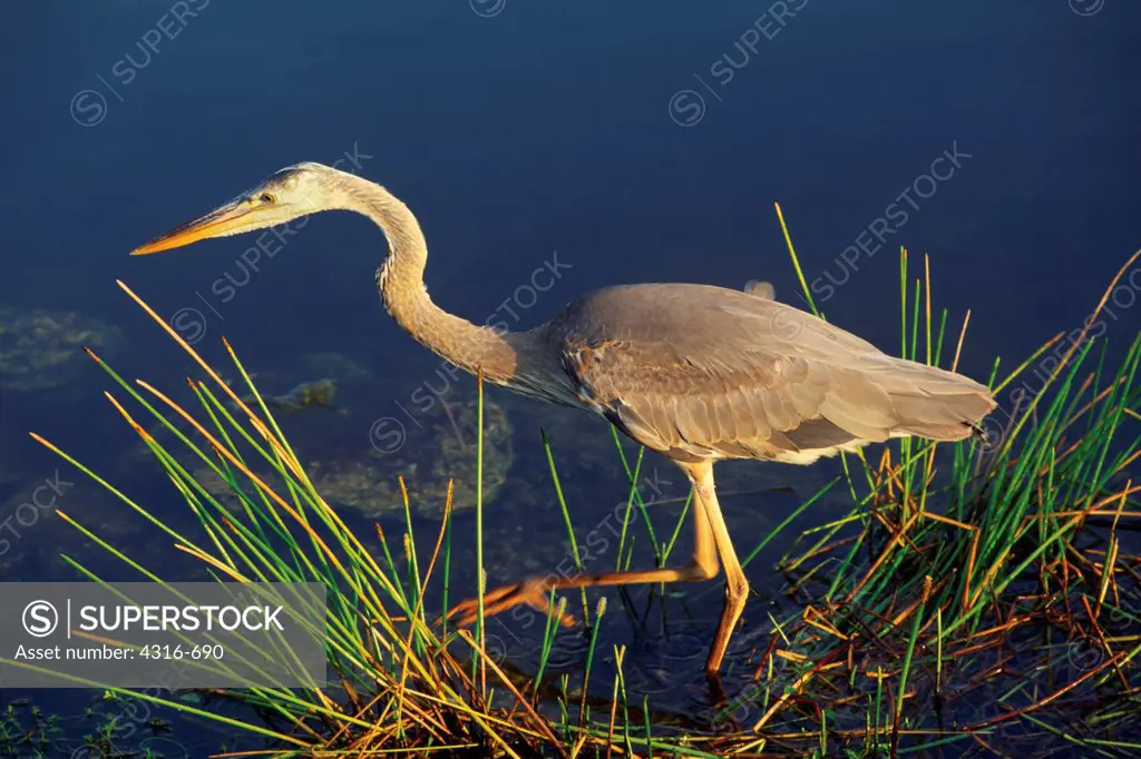 Great Blue Heron Scans an Everglades Pond For Prey
