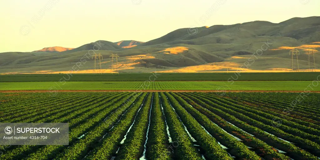 Verdant Fields of California's Great Central Valley