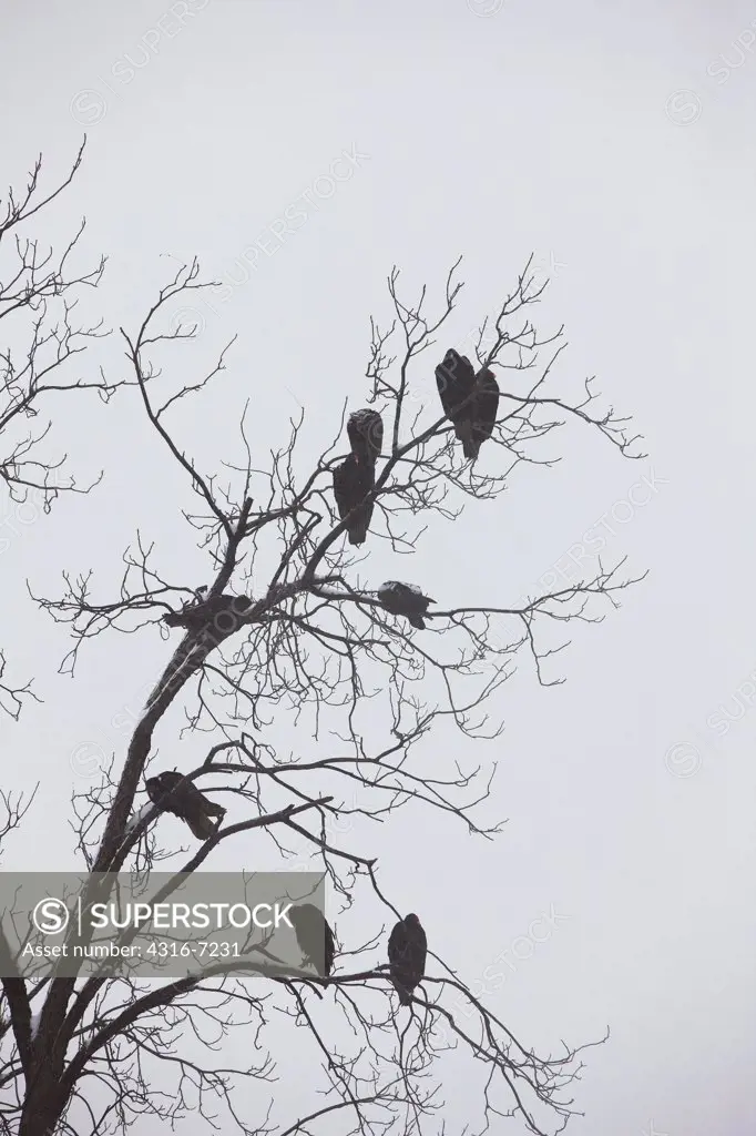 USA, Colorado, Vultures in tree during snow storm