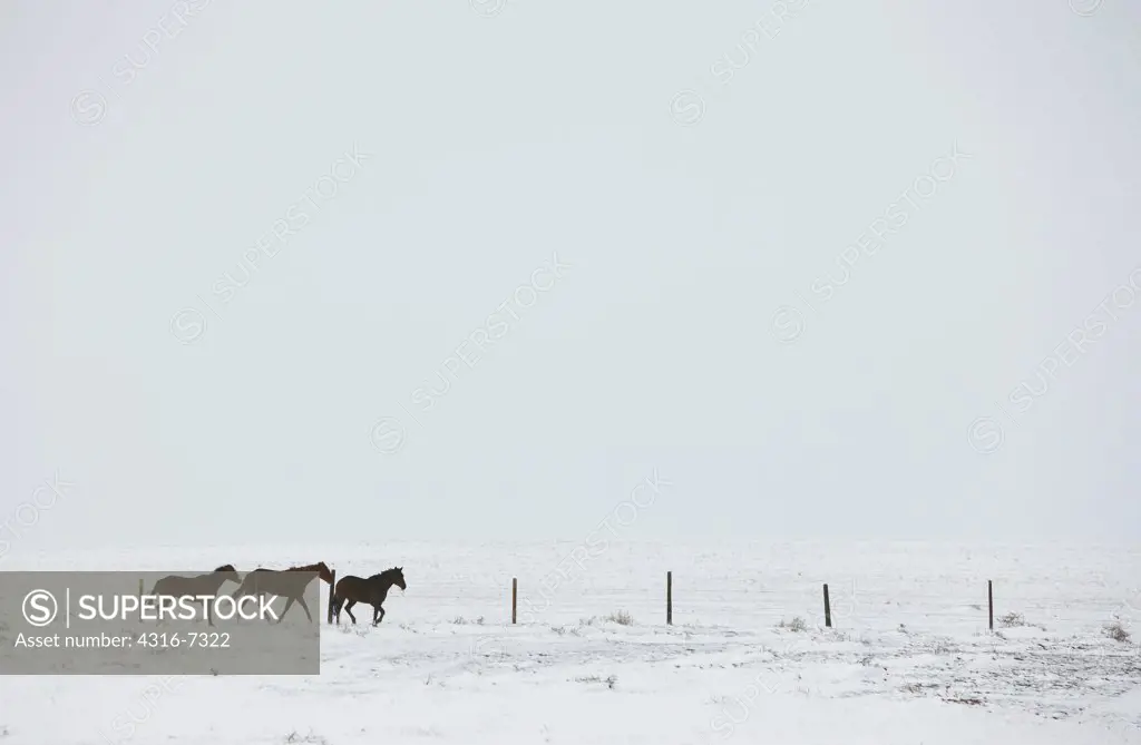 USA, Colorado, Eastern Plains of Colorado, Horses grazing on grassland during blizzard