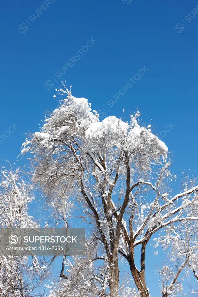 USA, Colorado, Wet, heavy snow hanging on tree branches after blizzard