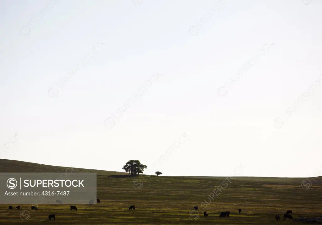 Distant  tree and small bush, with grazing beef cattle, Wyoming