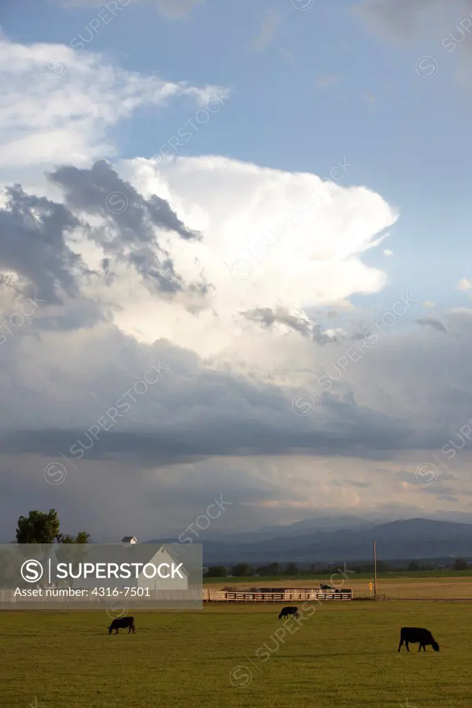 Thundercloud, or cumulonimbus, in distance with ranch and grazing beef cattle in foreground